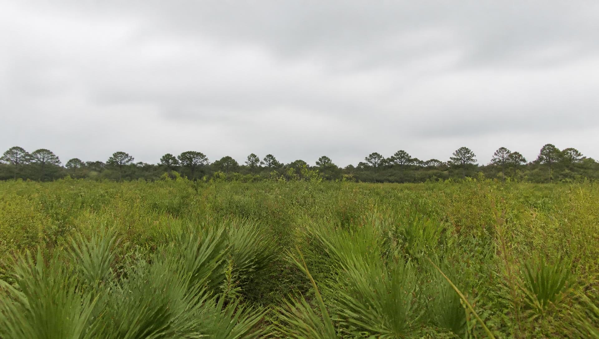Overgrown Florida scrub and palmetto field before clearing